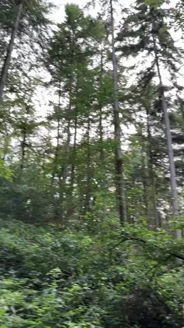 A person walks on a path through a forest. Tall trees with green leaves dominate the scene, with a cloudy sky visible above the canopy. The path is made of dirt and is bordered by dense vegetation. The person, seen from behind, is wearing a gray and white patterned shirt and matching shorts. They are walking away from the camera, heading deeper into the woods.