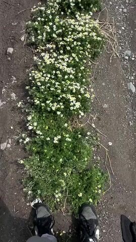 The video shows a top-down view of a patch of small white and yellow flowers growing along a strip of dirt. The flowers are dense and form a line amidst dark soil. On either side of the flowering strip, the ground consists of a mix of soil and small rocks. A pair of shoes, one grey and one black, are briefly visible at the bottom of the frame as the camera moves slightly. The overall setting appears to be a natural outdoor environment.