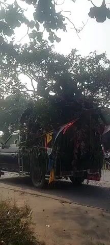 A utility vehicle is driving down a road carrying a very large load of foliage and debris. A motorcycle is riding alongside the utility vehicle. The sky is overcast. The utility vehicle has colorful flags attached to it. The foliage appears to be attached to a metal frame. The ground is paved. There are trees and vegetation in the background.