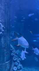 Aquarium tanks and shaded food stalls at a Nha Trang resort