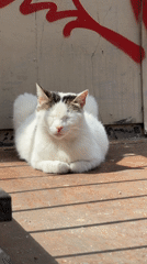 Cat naps in Istanbul sunlight captured by witness