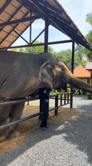 Elephants fed by hand at a Ko Samui outdoor enclosure