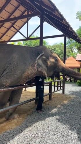 Elephants fed by hand at a Ko Samui outdoor enclosure