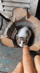 Tabby kitten found playing among broken pottery and debris