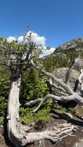 A video shows a mountainous landscape under a clear blue sky with scattered white clouds. In the foreground, there is a large, gnarled, dead tree trunk with several branches extending horizontally and diagonally across the frame. To the left of the dead tree trunk, a live pine tree with green needles grows, its trunk leaning to the left. Behind the trees, the landscape transitions to a rocky slope covered with more pine trees, and further in the distance, a mountain range with rugged peaks is visible. The ground in the foreground appears rocky and covered with some dry leaves or pine needles. The video pans slightly to the right, revealing more of the mountain range and the dense forestation.