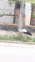 Stork observed collecting nesting materials in suburban area