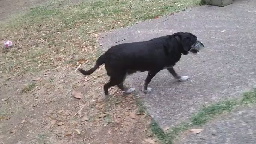 A black dog with some white fur around its muzzle walks on a gray concrete and brick patio in an outdoor park setting. There is grass with leaves on it visible on the left of the frame, and a concrete bench in the background.