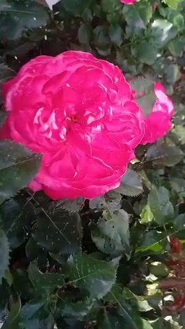 This video features a close-up view of several vibrant pink roses blooming amongst lush green foliage. The roses are the primary subjects, with one large, fully bloomed rose in the foreground dominating the left side of the frame, its petals showcasing intricate layers and a slightly ruffled texture. To its right, another large rose is partially visible, and further in the background, several smaller rose buds and blooms, some a lighter pink and others with hints of yellow, are scattered among the leaves. The leaves are a deep green, with some showing signs of damage such as holes and browning edges, suggesting they may be older or have been affected by insects. The lighting suggests it's daytime, with sunlight filtering through the leaves, creating dappled patterns on the foliage and highlighting the roses. The overall scene is one of natural beauty and abundant floral growth. The setting appears to be an outdoor garden or park, with the ground visible in the background covered in dark soil and leaf litter, hinting at a naturalistic, unmanicured environment. The focus on the roses evokes a sense of tranquility and appreciation for nature's aesthetic. There is no visible text in the video.
