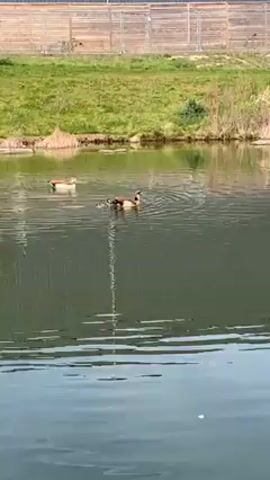 The video shows two Egyptian geese swimming on a pond. The goose on the left is further away and the other, with ducklings, is swimming to the right. There is a grassy shoreline in the background with a tall fence behind it.