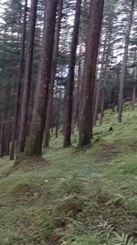 The video shows a dense forest with tall, slender trees. The ground is covered in lush green grass and some undergrowth. The terrain appears to be sloped. The lighting suggests it is either early morning or late evening. There are no people or animals visible. The camera movement is smooth, giving a sense of walking through the forest.
