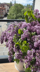 Purple lilacs bloom on Sofia balcony in spring display
