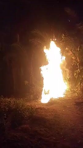 The video shows a large fire burning in a dark, wooded area. The fire is tall and bright, illuminating the surrounding foliage. The ground around the fire appears to be dirt and leaves. The sound of someone speaking can be heard in the background.