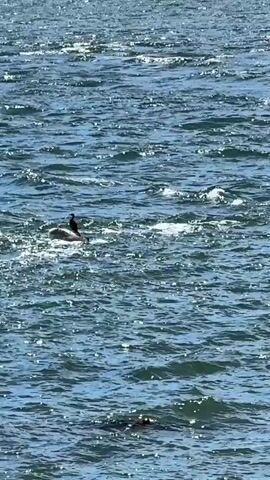 A bird sits on a rock in the middle of a choppy body of water. The water is a deep blue and is illuminated by sunlight, creating many bright sparkles on the surface. There appears to be a small wave breaking around the rock.
