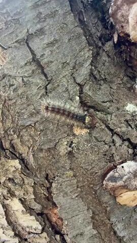 A close-up, vertical video shows a furry caterpillar with red and white markings crawling on the rough bark of a tree. Several shelf fungi are visible on the right side of the frame. The caterpillar moves slowly across the textured surface.