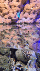 Visitor documents marine exhibits at Kogalym aquarium facility