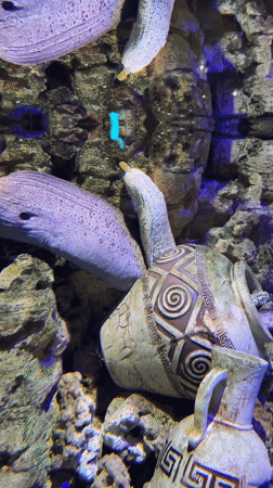 Visitor documents marine exhibits at Kogalym aquarium facility