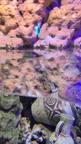 Visitor documents marine exhibits at Kogalym aquarium facility
