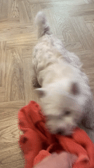 Dog plays tug-of-war with red fabric in Samara
