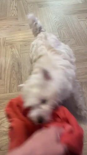 Dog plays tug-of-war with red fabric in Samara