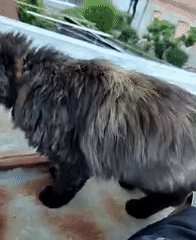 Cats spotted across multiple outdoor locations during afternoon hours