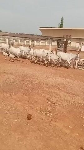 A herd of light-colored cattle, including a few smaller calves, is walking from left to right in front of a building labeled "AGO" on its overhang. The ground is reddish-brown dirt. The building appears to be a simple gas station or outpost. The sky is overcast, and a few structures are visible in the background. The cattle are the primary subjects, and their movement is the central action.