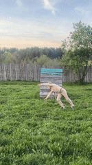 Family backyard activities captured in Rusalevka, Russia afternoon