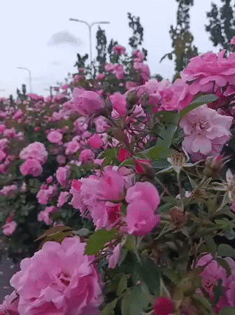 Pink rose hedge in full bloom along a Tallinn street