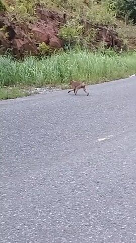 A monkey walks across a paved road. The road is gray and appears to be made of asphalt. To the right of the road, there is a steep, rocky hill covered in green vegetation. The monkey is small and brown. It is walking from left to right across the road. The monkey is the only living creature visible in the video. The video is taken from a stationary position, presumably from a vehicle on the road.