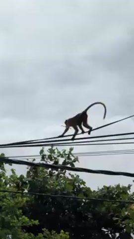 The video shows a monkey sitting on electrical wires with a small twig in its hand. The monkey is small and brown, with a long tail. It is facing to the right, then turns to face away from the camera. The electrical wires are black and run horizontally across the frame. Below the wires, there is green foliage. The sky is overcast and grey.