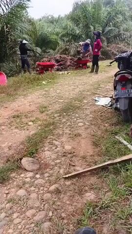 Three individuals are present in an outdoor rural setting, likely a plantation, with a background of palm trees. The ground is covered with dirt and gravel, with some grass and rocks visible. A motorbike is parked on the right side of the frame. Two red wheelbarrows are in use by the individuals. One person on the left is pushing an empty wheelbarrow away from the scene. Two other individuals are near a wheelbarrow filled with debris, appearing to be loading or unloading it. One of these individuals is wearing a pink long-sleeved shirt and a dark head covering, while the other is wearing a dark shirt and a lighter head covering. A third individual, on the far left, is wearing a black long-sleeved shirt and a dark head covering and is moving away from the wheelbarrow. The overall scene suggests manual labor is being performed.