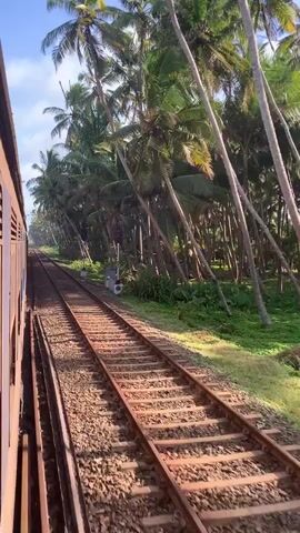 A first-person perspective video shows a train traveling alongside railroad tracks, with a dense forest of palm trees on the right side of the frame. The train is moving forward, and the camera is positioned inside the train, looking out the window. The sun is shining, and the sky is blue with some clouds. The trees are tall and slender, with their fronds swaying in the breeze. The railroad tracks are made of gravel and steel, and they disappear into the distance. There are a few railway signals visible along the tracks. The scene appears to be in a tropical or subtropical region.
