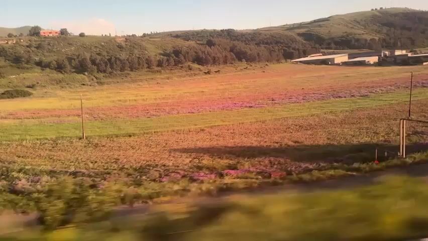 This is a video clip of a moving vehicle passing through a rural landscape. The scene is a wide, open field dotted with patches of pink and purple wildflowers, bordered by rolling green hills. The hills are covered with trees on the left and a few buildings, possibly farm structures, on the right. A dirt road winds through the foreground. The lighting suggests it is late afternoon or early evening. The overall mood is peaceful and scenic. There is no visible text in the video. The location context provided indicates this is Charentsavan, Armenia.