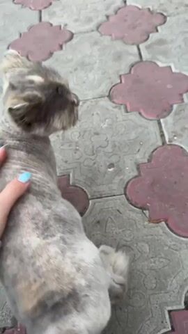 A hand with light blue painted nails pets a gray and white cat on a patterned sidewalk. The cat has a shaved body but longer fur on its head. Two women are speaking in the background.