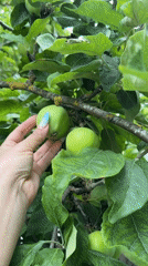 Up-close look at unripe apples on an urban street tree