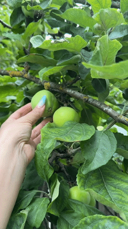Up-close look at unripe apples on an urban street tree