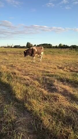 The video shows a cow standing in a dry, grassy field under a bright blue sky with some clouds. The cow is brown and white and appears to be tethered by a rope. The sun is shining, casting shadows on the ground. In the background, there are trees and some distant buildings. The camera is positioned at a low angle, looking up at the cow. The video is short, about 5 seconds long, and appears to be a still shot that has been panned slightly.