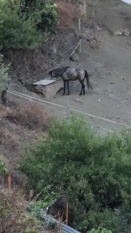 A gray horse is drinking water from a trough. The horse is standing on a dirt slope, with green trees and bushes in the foreground and background. A wire fence runs along the slope.