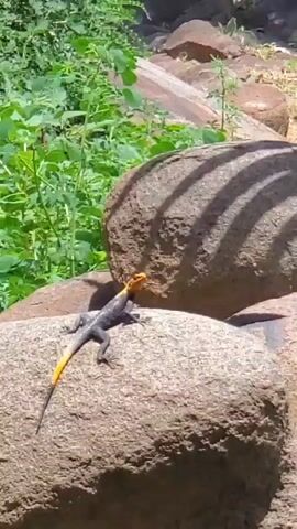 The video shows a close-up, slightly shaky shot of a lizard with dark gray skin and a bright orange tail. It is perched on a large, rough-textured rock. Behind it, more rocks and lush green vegetation are visible. The sun casts distinct shadows from some unseen source onto the rocks, suggesting it is daytime. The lizard is the central focus and appears to be still, possibly basking in the sun.