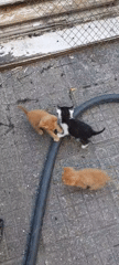 Kittens Play on Tiled Surface in Bulgarian Village