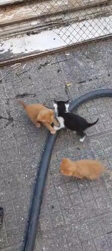 Kittens Play on Tiled Surface in Bulgarian Village