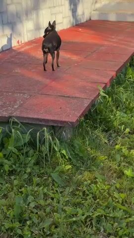 A small black and tan toy terrier walks on a red tiled patio. The dog walks from left to right and then turns to face the camera. The dog is in focus, with the background slightly blurred. The patio is next to a brick wall and grass. The lighting suggests it is late afternoon or early morning.