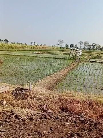 The video displays a rural landscape under a clear sky. In the foreground, there are banana plants and dry vegetation. The middle ground features a flooded rice paddy with rows of young rice plants. In the distance, several individuals are working in the rice paddy, some are kneeling while tending to the plants, and a small hut is visible. Further in the background, more agricultural fields and scattered trees can be seen. The video concludes with a shot of a house with a traditional tiled roof.