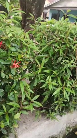 The video shows a close-up view of a lush green bush with several small red flowers. The bush is dense, with many leaves and branches. The flowers are clustered together in small groups. The background is slightly blurred, but it appears to be an outdoor setting with a building and trees visible. The lighting is natural, suggesting it is daytime. The camera is mostly stationary, with slight movements that follow the natural sway of the branches. The overall impression is one of natural beauty and tranquility.