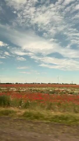 The video shows a view from a vehicle moving through a rural landscape. The camera is positioned to capture a field of red poppies and white wildflowers stretching towards the horizon. In the distance, several wind turbines are visible against a bright blue sky filled with white, fluffy clouds. The foreground shows a dirt or gravel road with some green grass and foliage along its edge. The overall impression is one of a sunny day in the countryside.