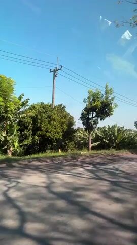 The video shows a view from a moving vehicle on a sunny day. The sky is clear and blue. On the left side of the road, there are trees and lush green vegetation, including what appear to be banana trees. There are also power lines overhead. A motorcycle with a rider wearing a helmet and a brown hoodie is seen passing by. Further down the road, there is a guardrail. In the background, there are fields with orange flowers. A white van and a truck are also visible on the road. The road itself is paved and has shadows cast on it from trees, indicating the time of day is likely mid-morning or afternoon. The camera appears to be looking out of a window, as there are reflections visible on the glass.