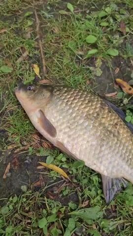 A dead fish is lying on the ground next to some grass. The fish is pale and has scales. The tail of the fish is dark. The fish's eye is visible and open.