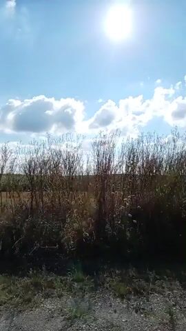 The video pans across a landscape under a bright sun and blue sky with scattered clouds. In the foreground, there is dry grass and vegetation. A lone tree with dark green foliage stands prominently in the center of the frame, its branches reaching towards the sun. In the distance, a fence can be seen, and beyond that, fields or open land. The overall impression is a natural, sunlit outdoor environment.