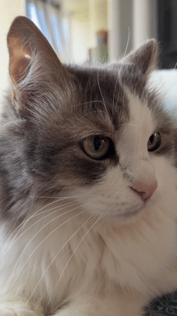 Ulyanovsk resident shares quiet morning moments with beloved cat