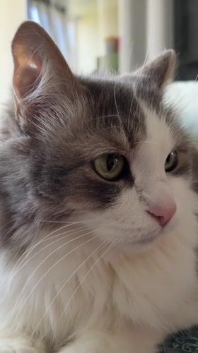 Ulyanovsk resident shares quiet morning moments with beloved cat