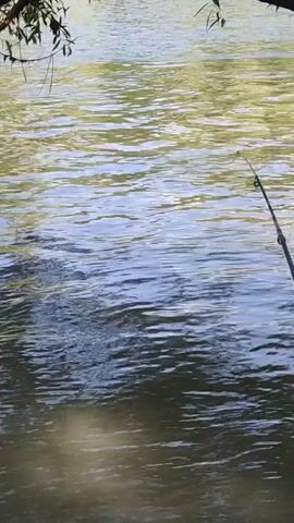 A fishing rod rests on the bank of a body of water, its tip angled towards the rippling surface. The water reflects the colors of the surrounding foliage, creating a dappled pattern of light and shadow. The rod is supported by a green holder, and a dark line disappears into the murky depths. The bank is lined with mud and debris, suggesting a natural, uncultivated setting. The scene conveys a sense of quiet anticipation, as if waiting for a bite.